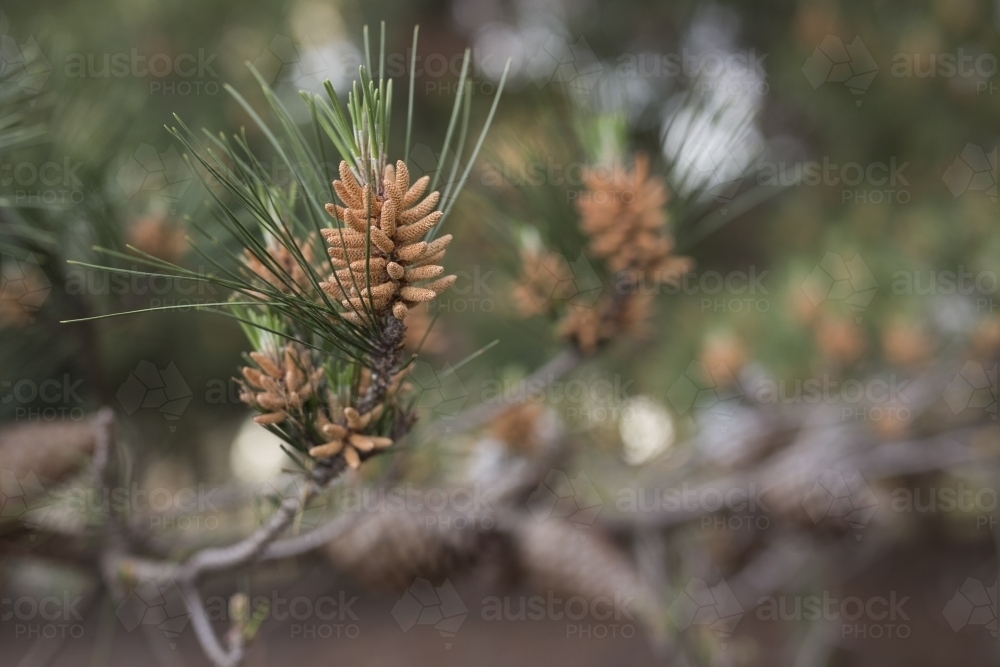 New growth and seeds on a pine tree - Australian Stock Image