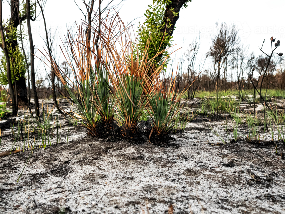 New growth cluster of native grass after a bushfire - Australian Stock Image