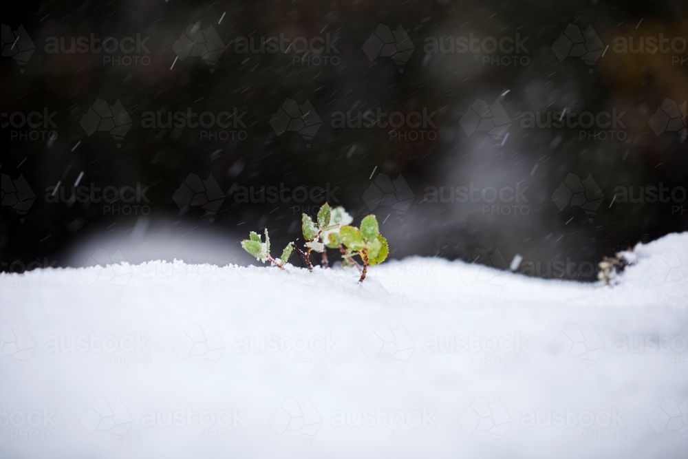 new growth emerging from snow - Australian Stock Image