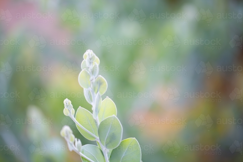 New growth leaves on a mallee tree - Australian Stock Image