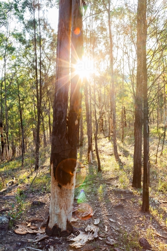 New growth of trees and flourishing bushland months after bushfire passed - Australian Stock Image