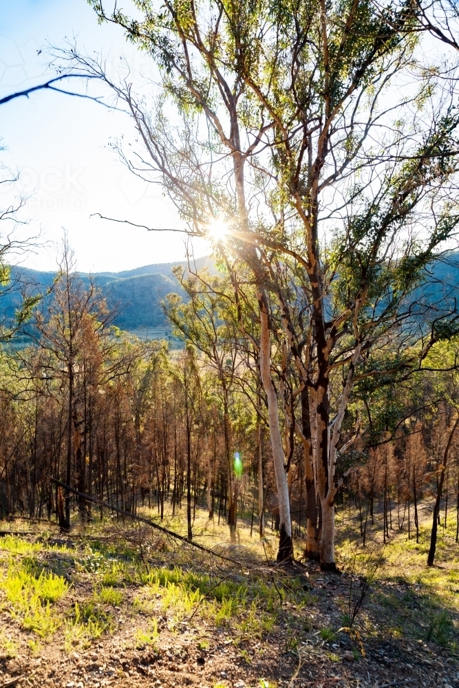 New growth of trees and flourishing bushland months after bushfire passed - Australian Stock Image