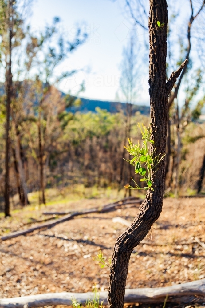 Image of New growth of trees and flourishing bushland months after ...