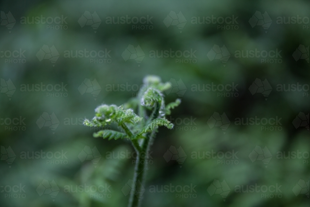 New growth on a green fern plant - Australian Stock Image