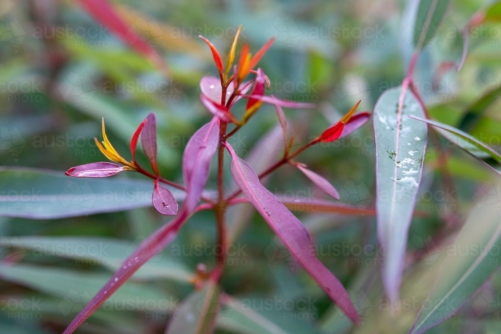 New growth on angophora costata tree - Australian Stock Image