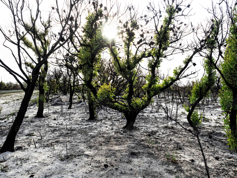 new growth on blackened branches and trees with ash on the ground after bushfire - Australian Stock Image