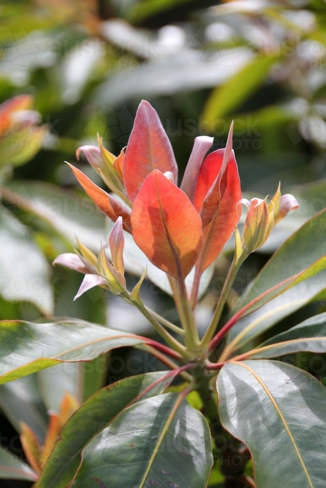 New growth on rhododendron shrub - Australian Stock Image