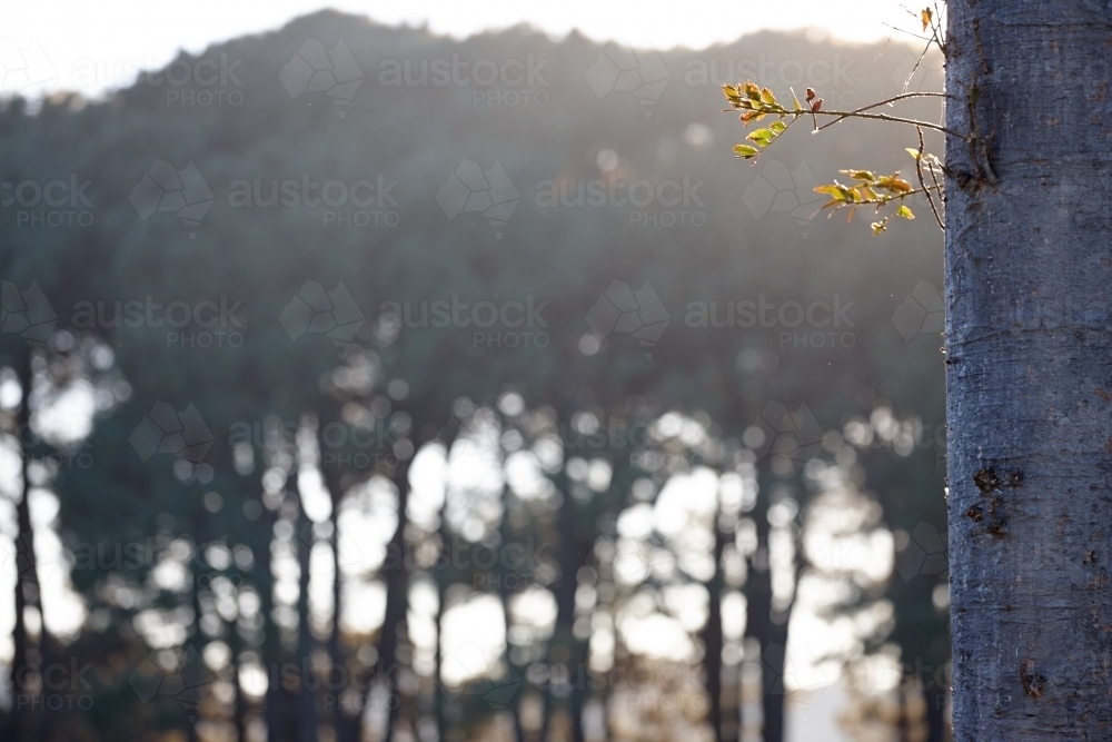 New growth on tree trunk with forest in background - Australian Stock Image