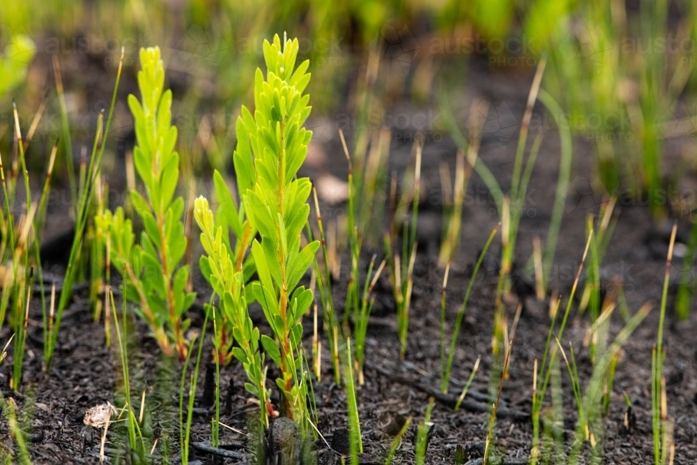 New Growth Post Fire - Australian Stock Image