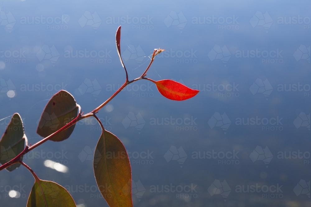 New gum leaf growth against blue dam water - Australian Stock Image