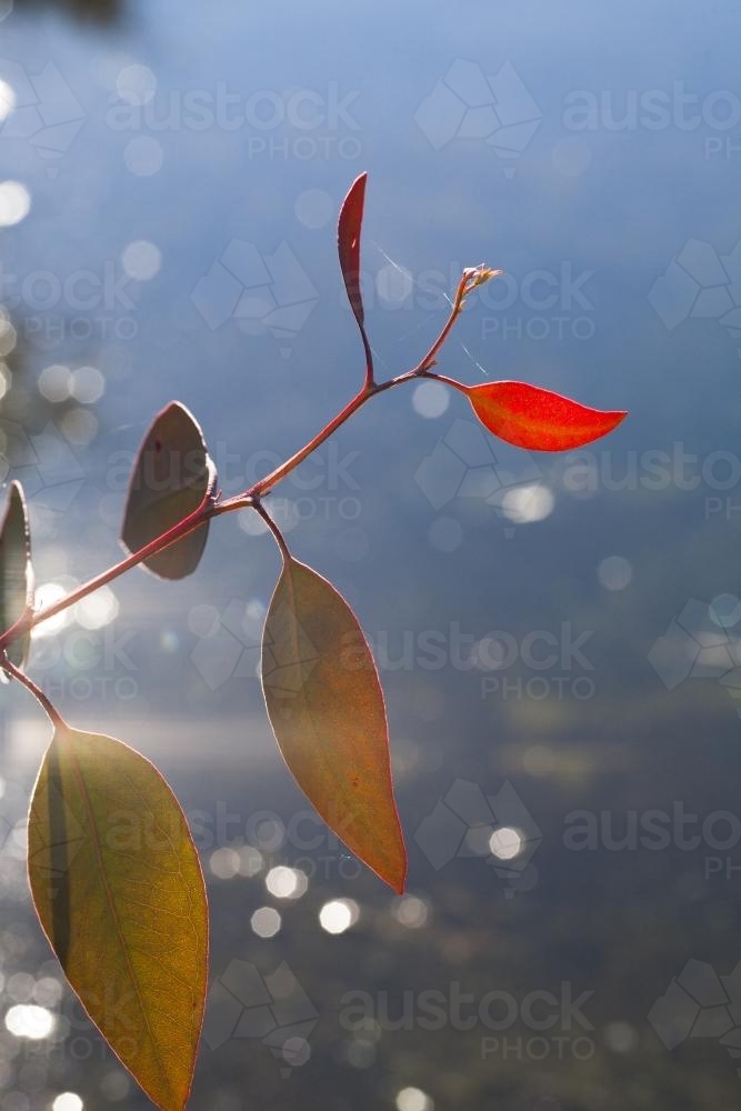 New gum leaf growth against sparkling water - Australian Stock Image