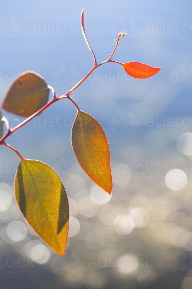 New gum leaf growth against sparkling water - Australian Stock Image