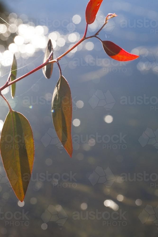 Image of New gum leaf growth against sparkling water Austockphoto