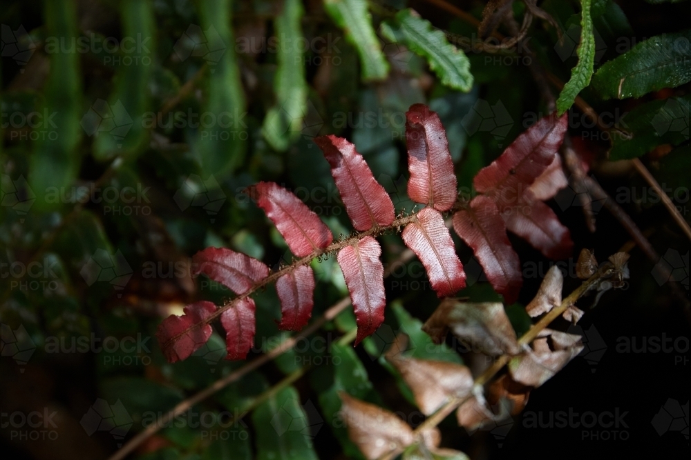 New leaf growth on fern in rainforest - Australian Stock Image