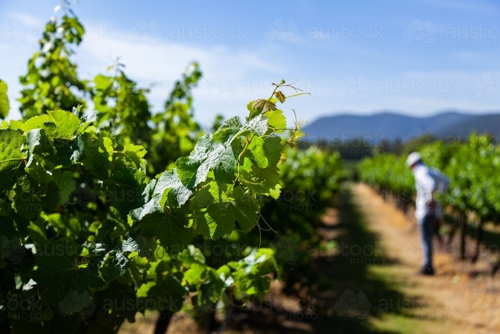New leaves on grape vines in vineyard and distant worker - Australian Stock Image