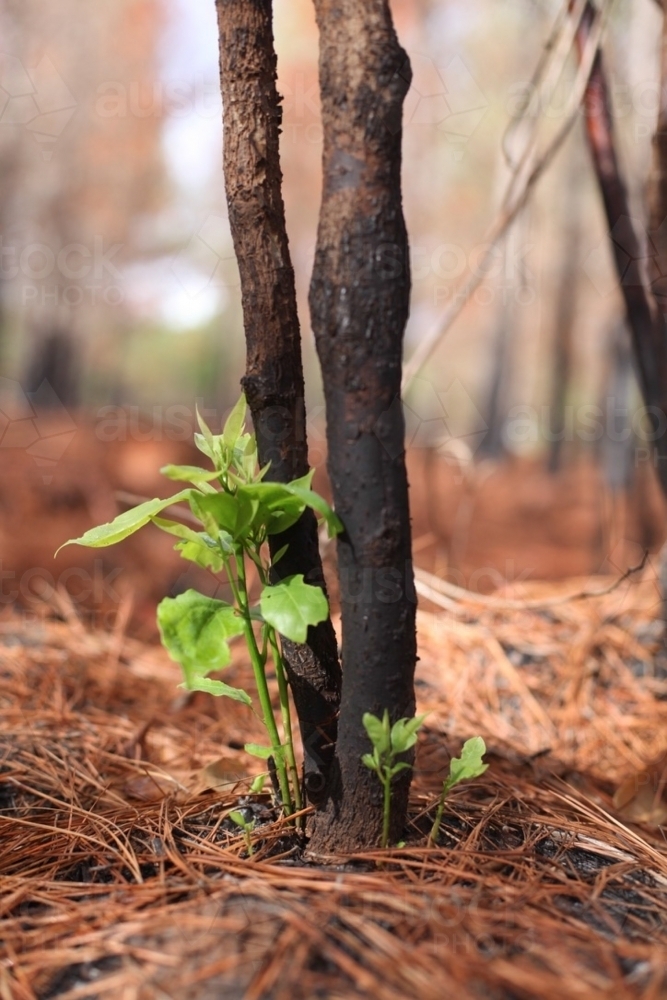 New life after fire.  New Life.  Plant shoots following bushfire. - Australian Stock Image