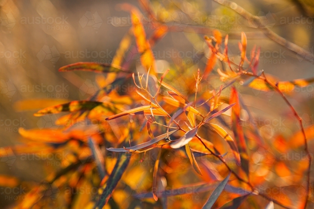New orange gum leaf growth backlit by red sunlight - Australian Stock Image