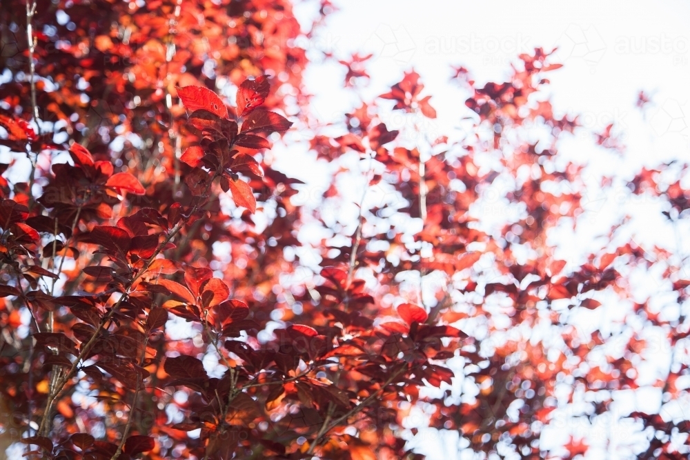 New red leaves in tree in spring - Australian Stock Image