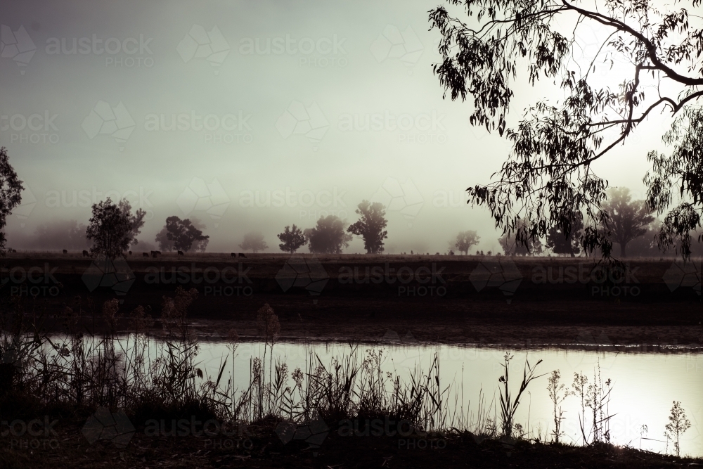 Trees and water silhouetted against mist - Australian Stock Image