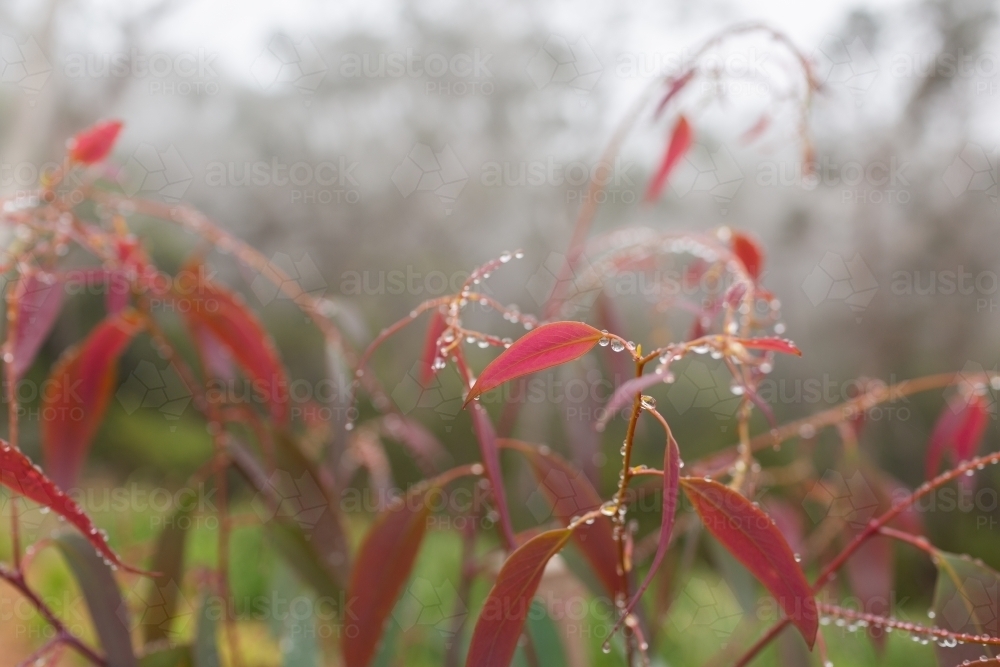 New spring growth of gum tree leaves covered in raindrops on misty morning - Australian Stock Image