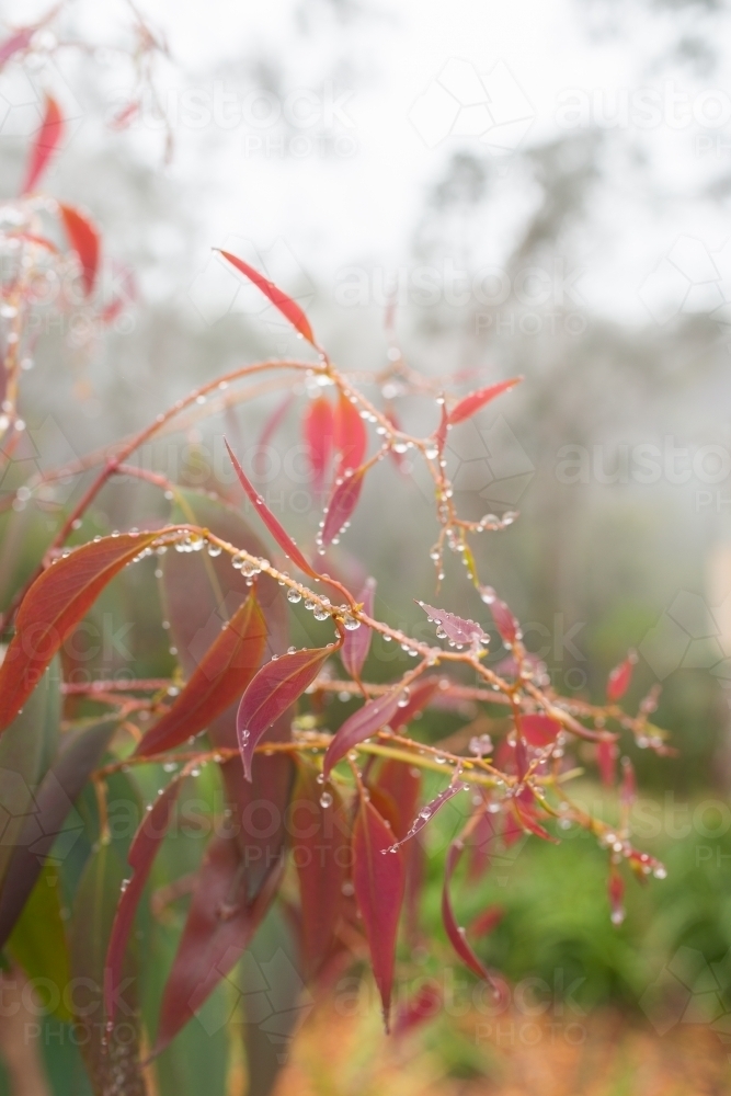 Image of New spring growth of gum tree leaves covered in raindrops on