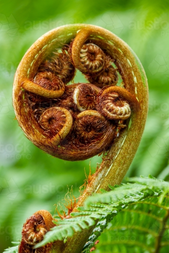 New tree fern fiddlehead frond unfurling. - Australian Stock Image