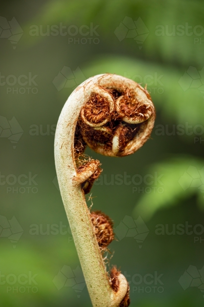 new tree fern fond unfurling - Australian Stock Image