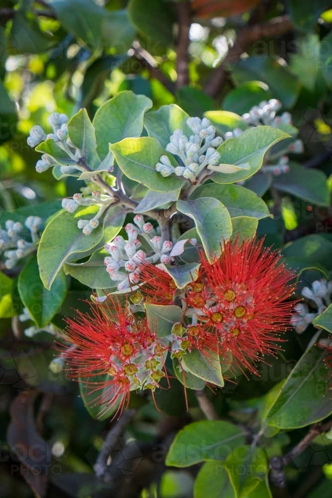 New Zealand Christmas Bush in flower - Australian Stock Image