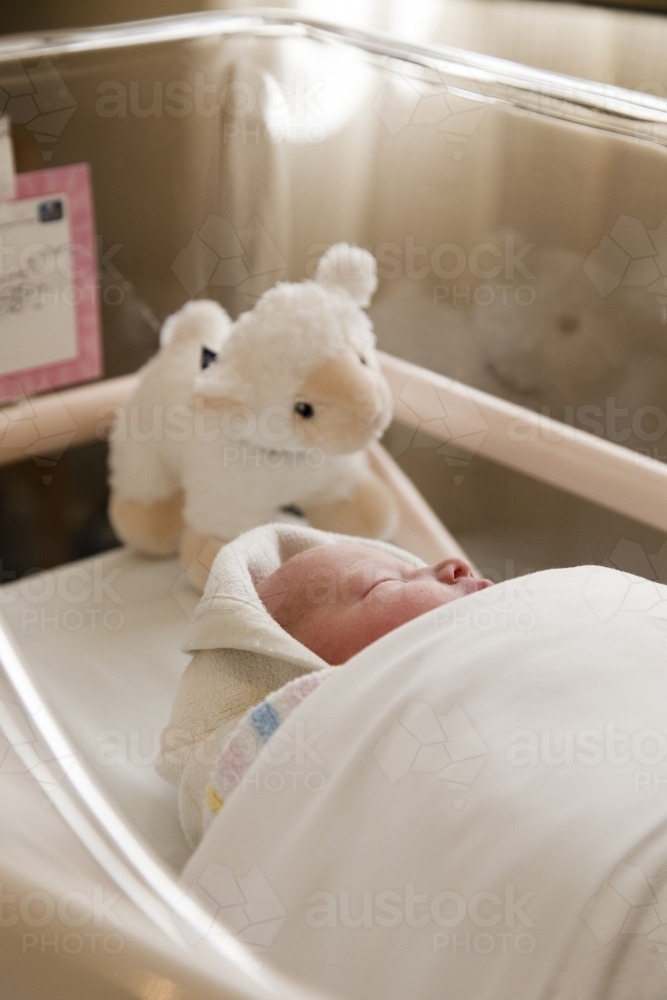 newborn baby wrapped in a blanket in a crib with a toy lamb at hospital - Australian Stock Image