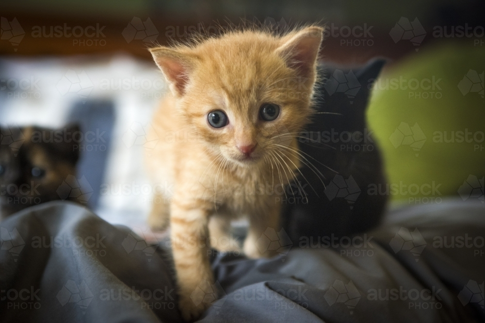 Newborn ginger walking on top of linen - Australian Stock Image