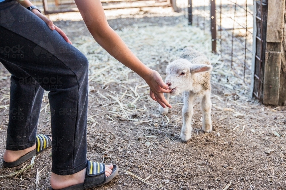 Newborn hungry lamb on farm in drought sucking on young boys finger - Australian Stock Image