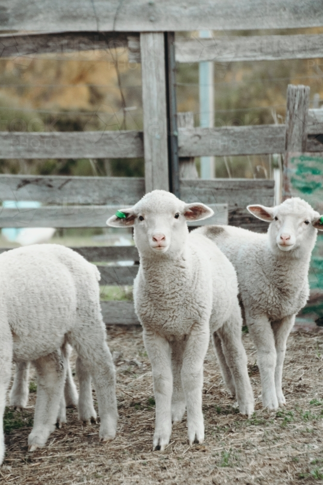 Newborn Lambs - Australian Stock Image