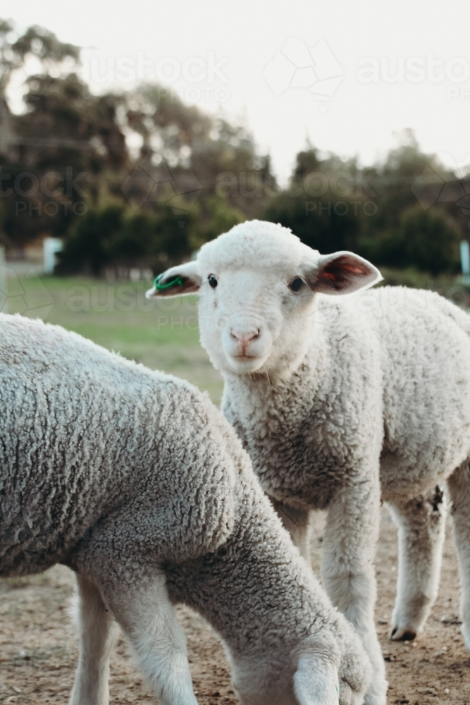 Newborn Lambs - Australian Stock Image