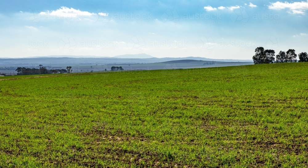 newly emerged crop in rolling hills - Australian Stock Image