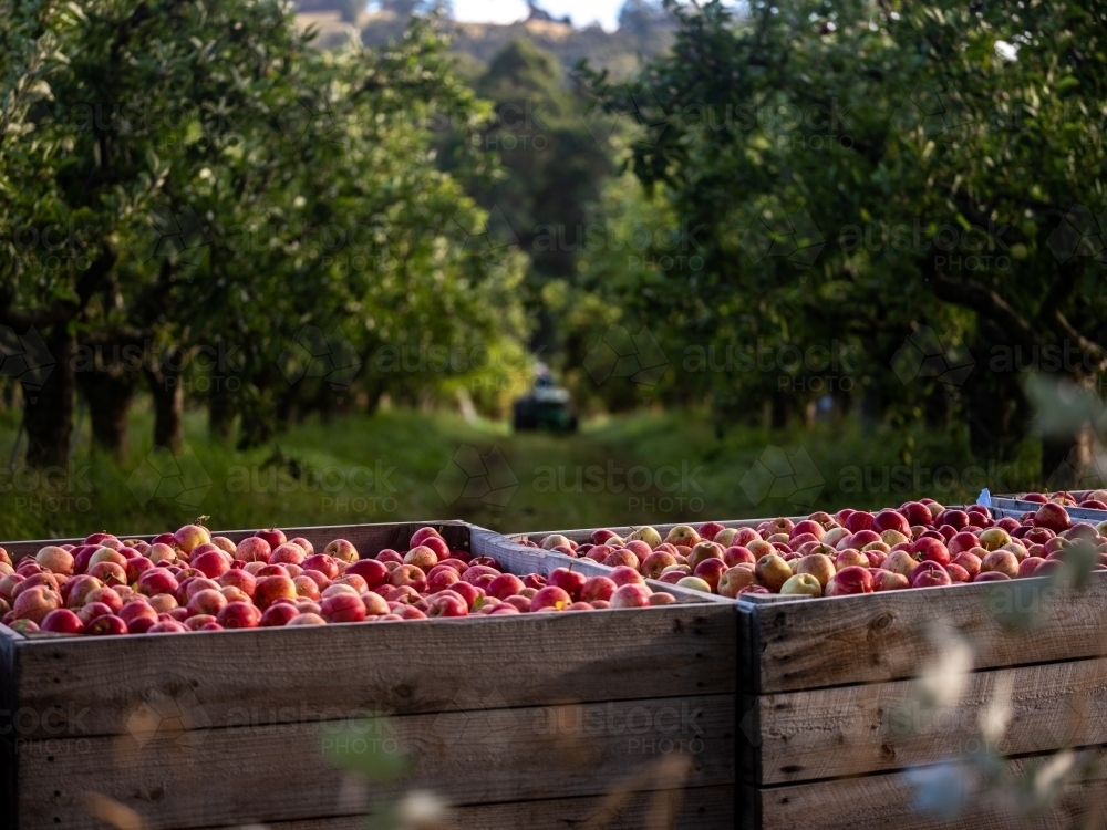 Newly harvested apples in a wooden crate in the orchard - Australian Stock Image