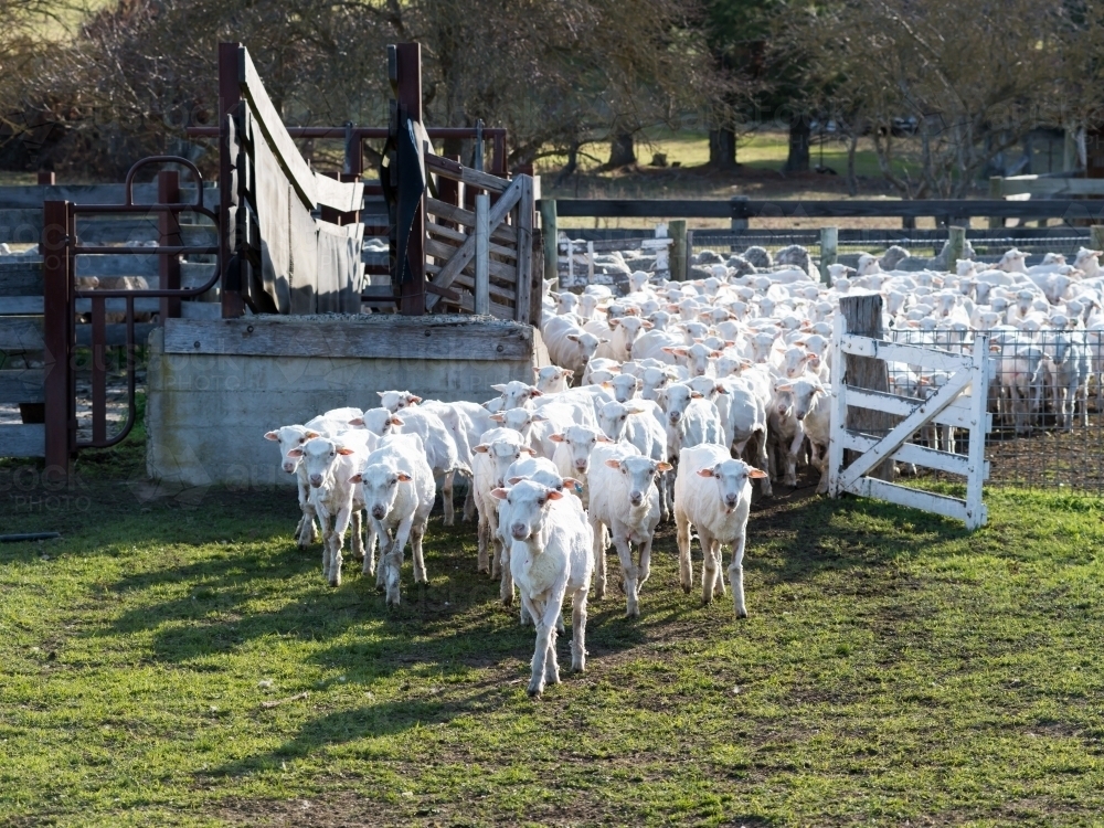Newly shorn sheep leaving their pen through a gate - Australian Stock Image