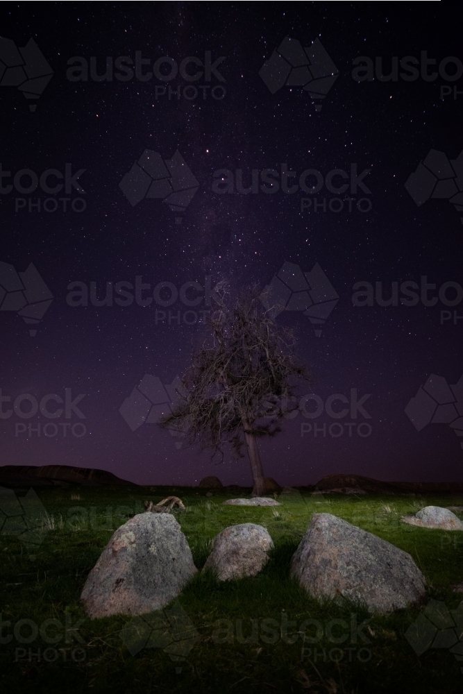 Night Sky above a Dried Tree - Australian Stock Image