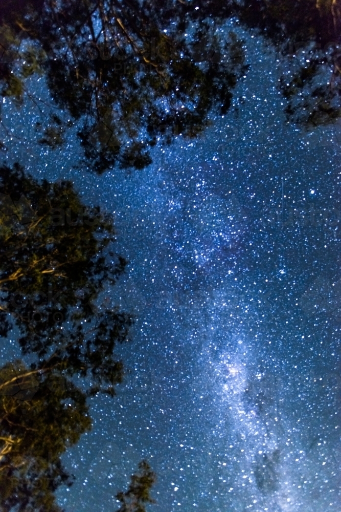 Night sky view of the milkyway framed by silhouetted tall trees - Australian Stock Image