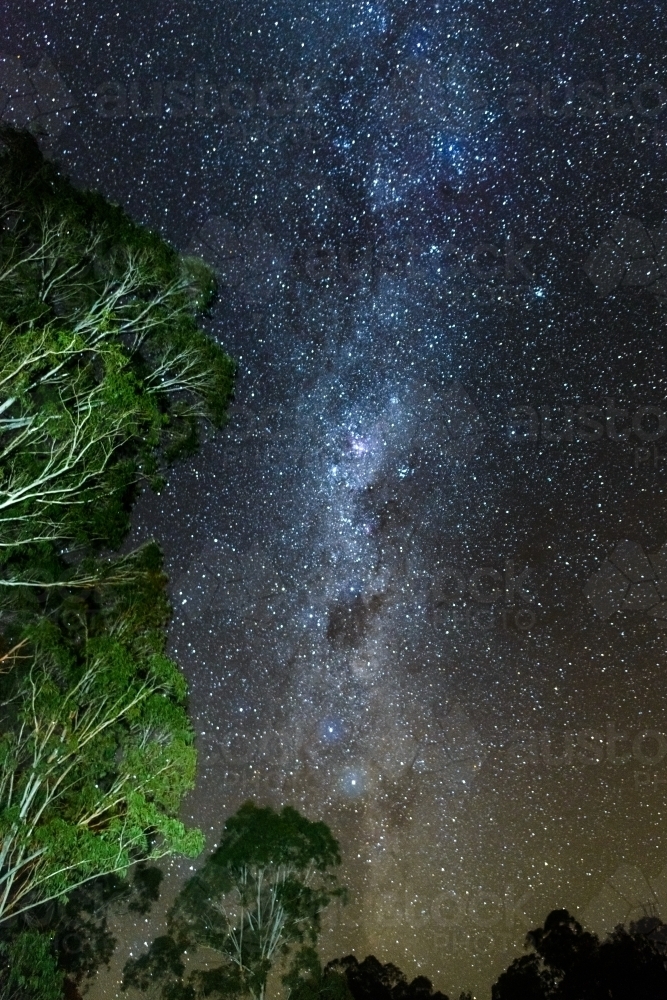 Night sky view of the milkyway framed by tall trees - Australian Stock Image