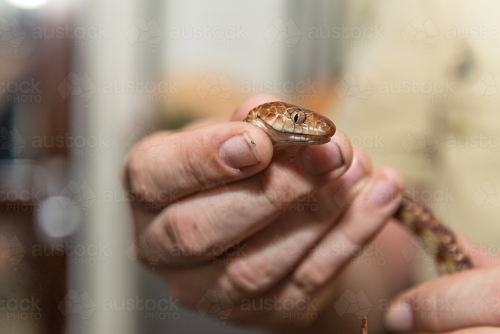 Night Tiger snake in hand - Australian Stock Image