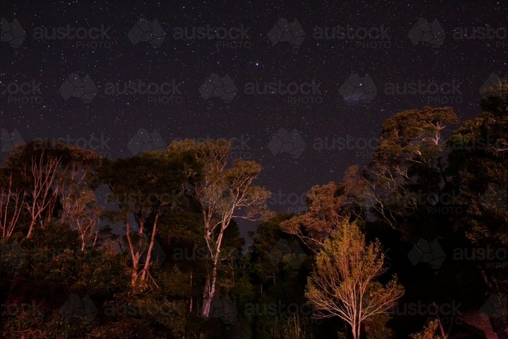 night time sky with gum trees long exposure - Australian Stock Image