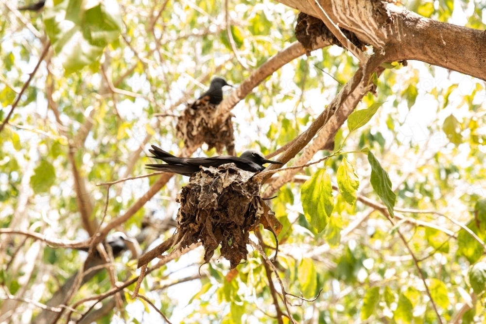 Lesser Noddiesnesting Image of noddies nesting in trees on Heron Island - Austockphoto