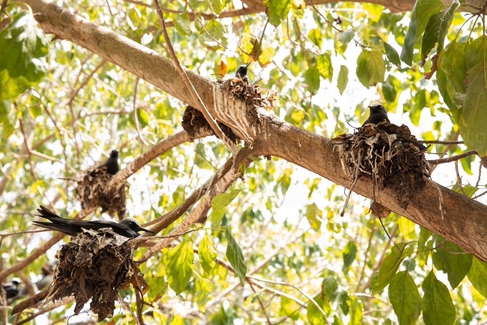 Noddy birds in their nests on Heron Island - Australian Stock Image