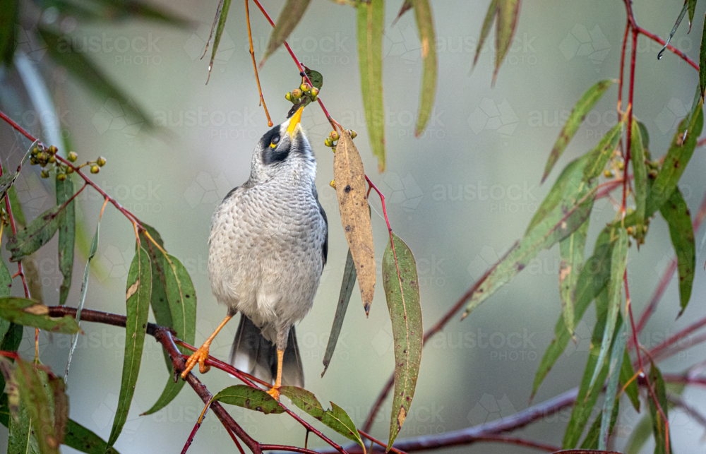 Noisy miner feeding on eucalyptus buds - Australian Stock Image
