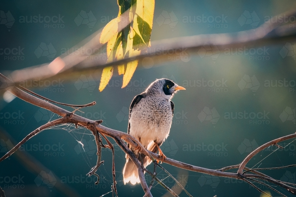 Noisy Miner in a tree at sunset - Australian Stock Image