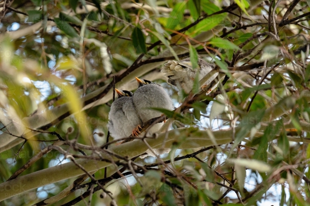 Noisy Miner juvenile birds - Australian Stock Image
