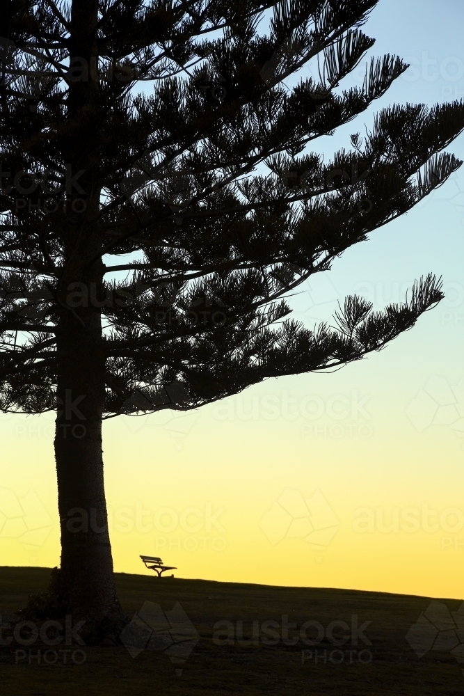Norfolk Island Pine tree and a park bench silhouetted at Dawn - Australian Stock Image