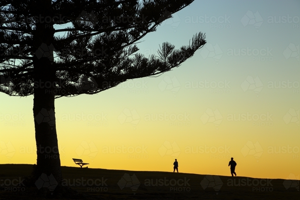 Norfolk Island Pine tree people and a park bench silhouetted at Dawn - Australian Stock Image