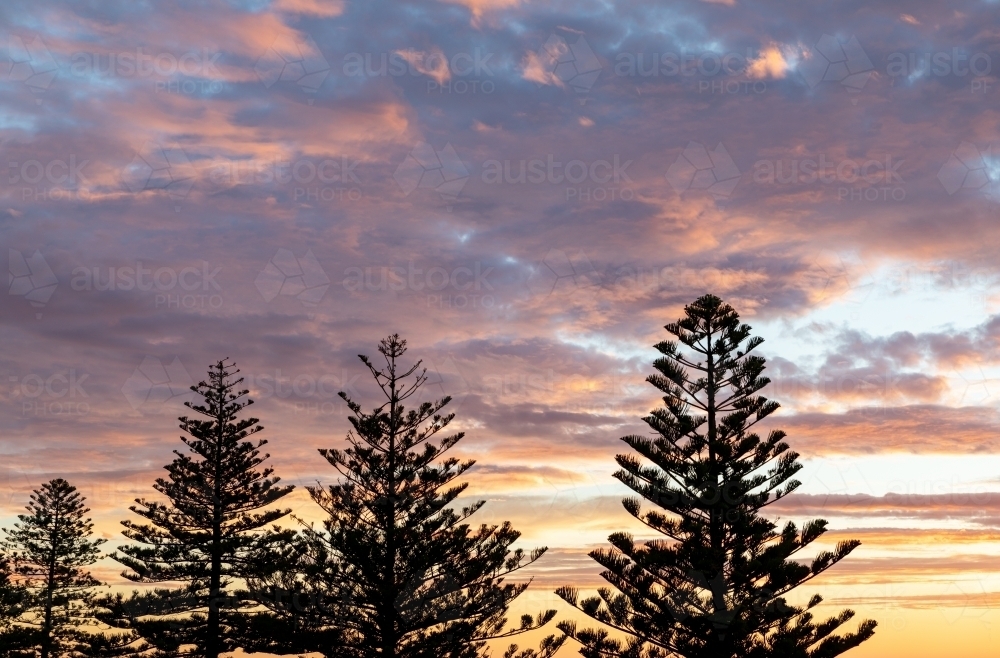norfolk island pines silhouetted against sunset - Australian Stock Image