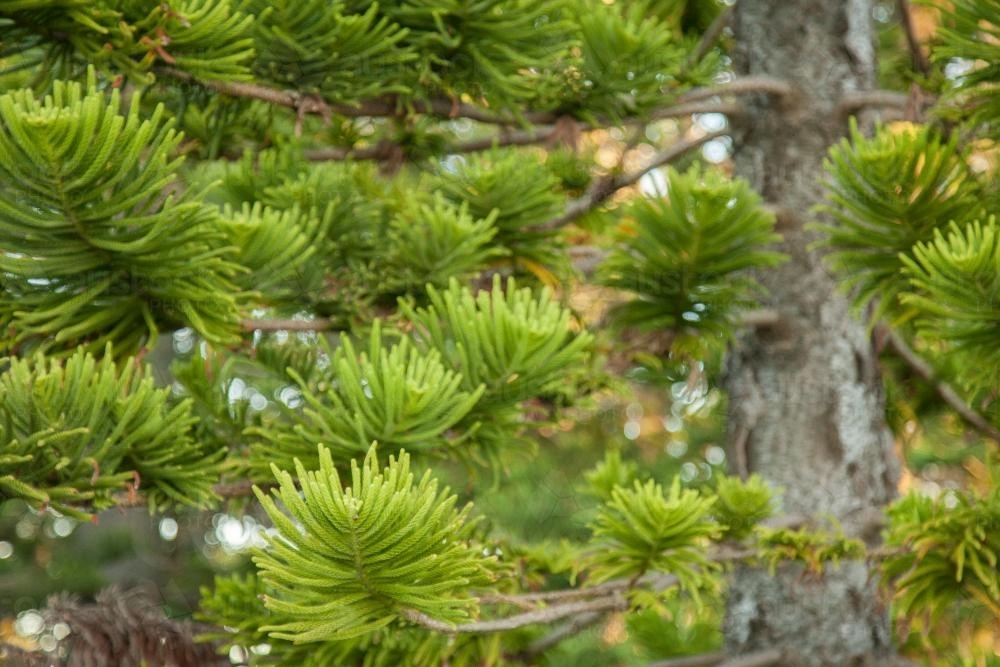 Norfolk Pine tree leaves - Australian Stock Image